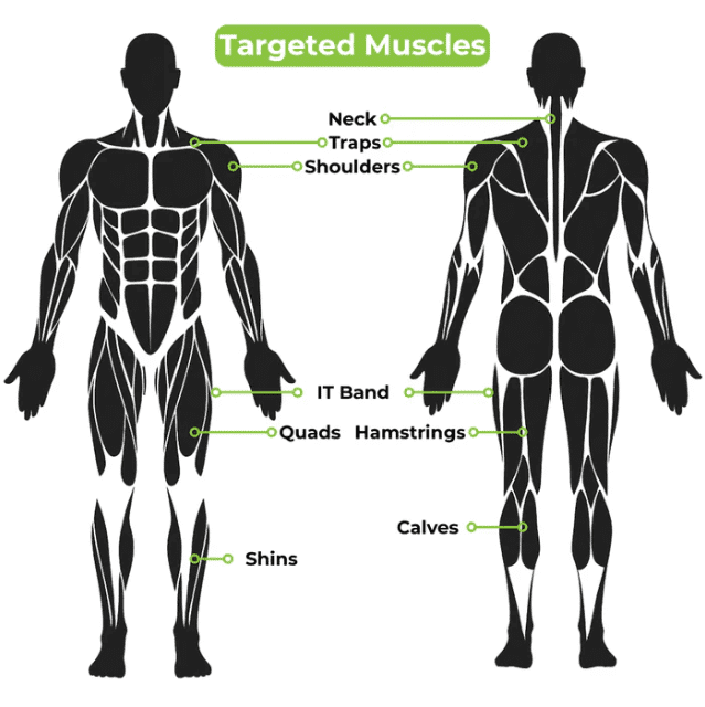 Diagram of targeted muscles.